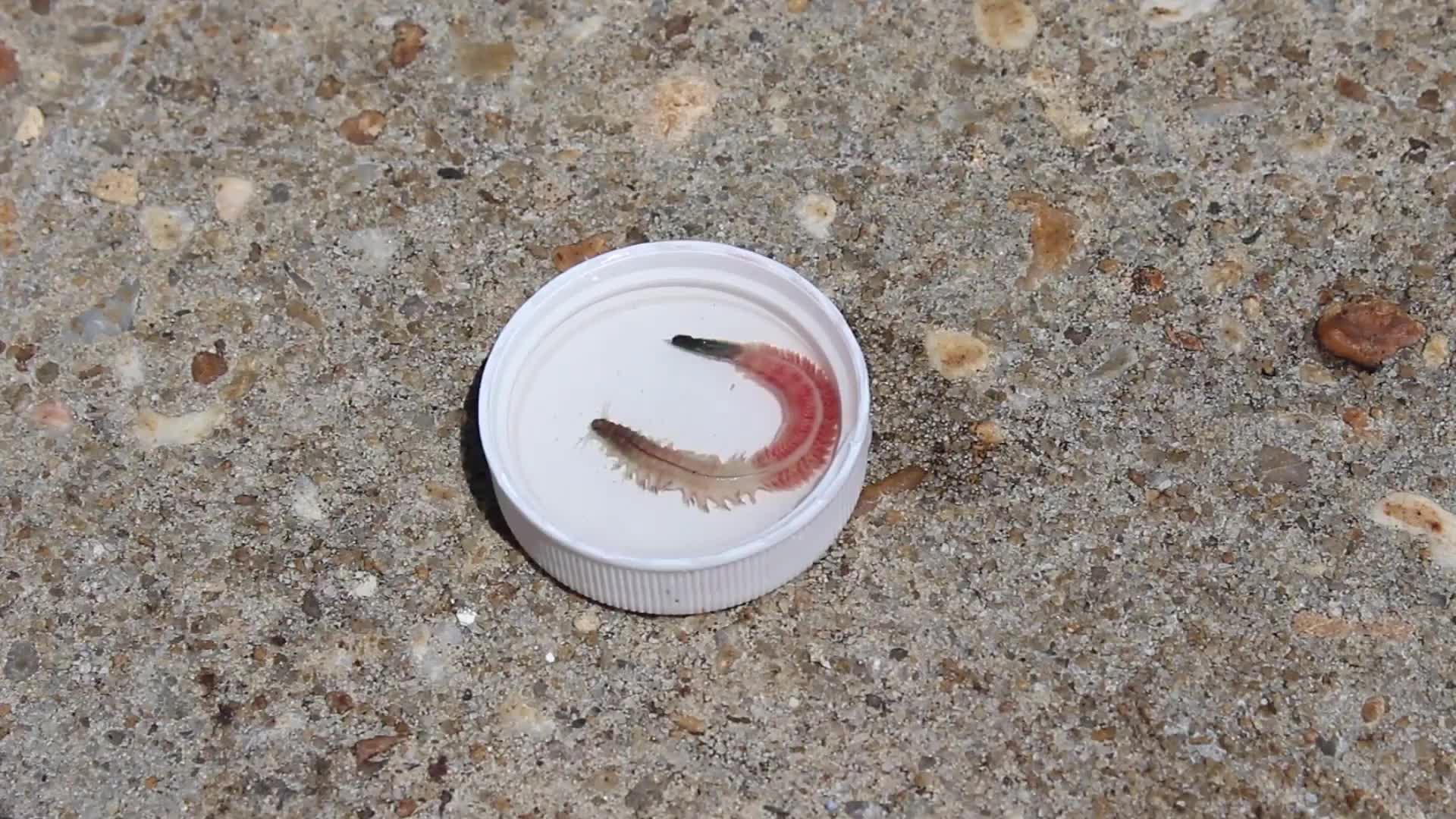 'Frenzy' of Marine Worms With Hooked Jaws Seen in South Carolina Harbor