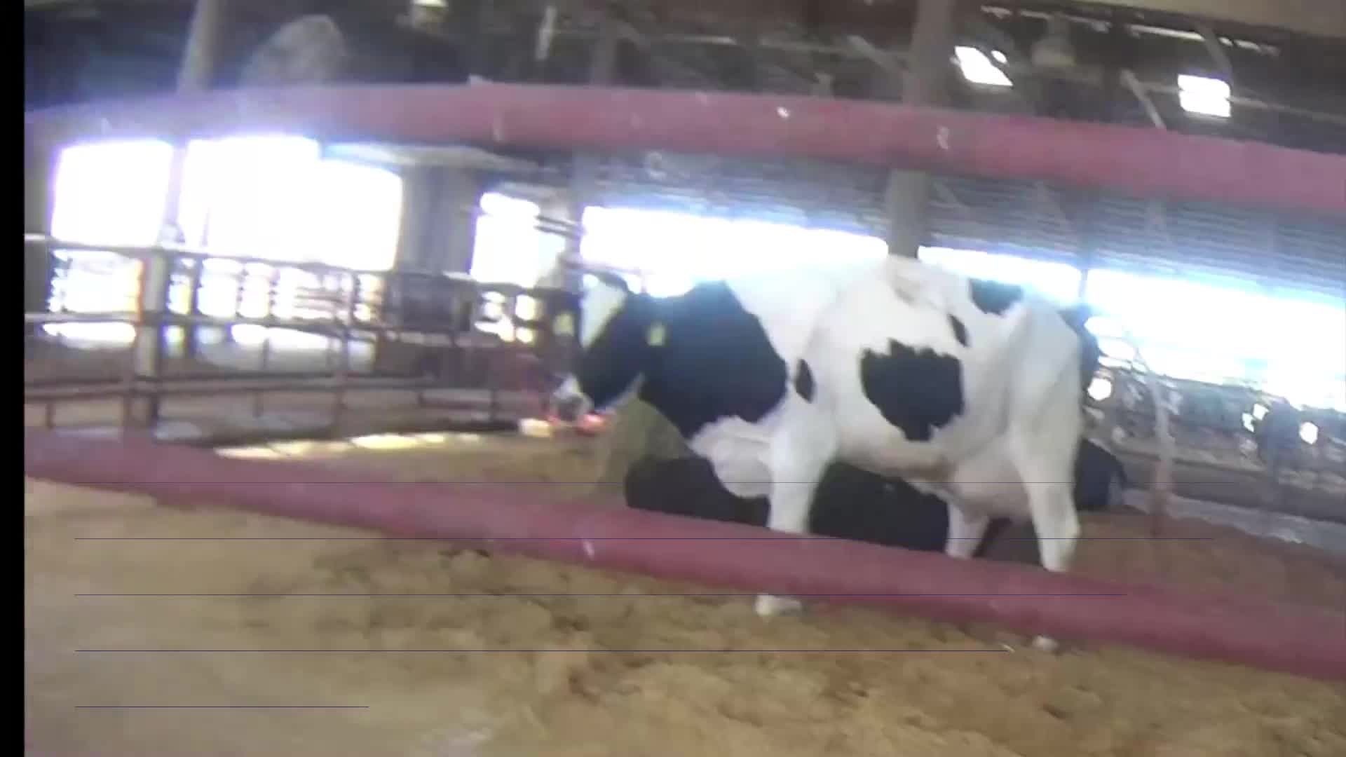 GRAPHIC VIDEO: Stores pull Fairlife items after animal abuse video