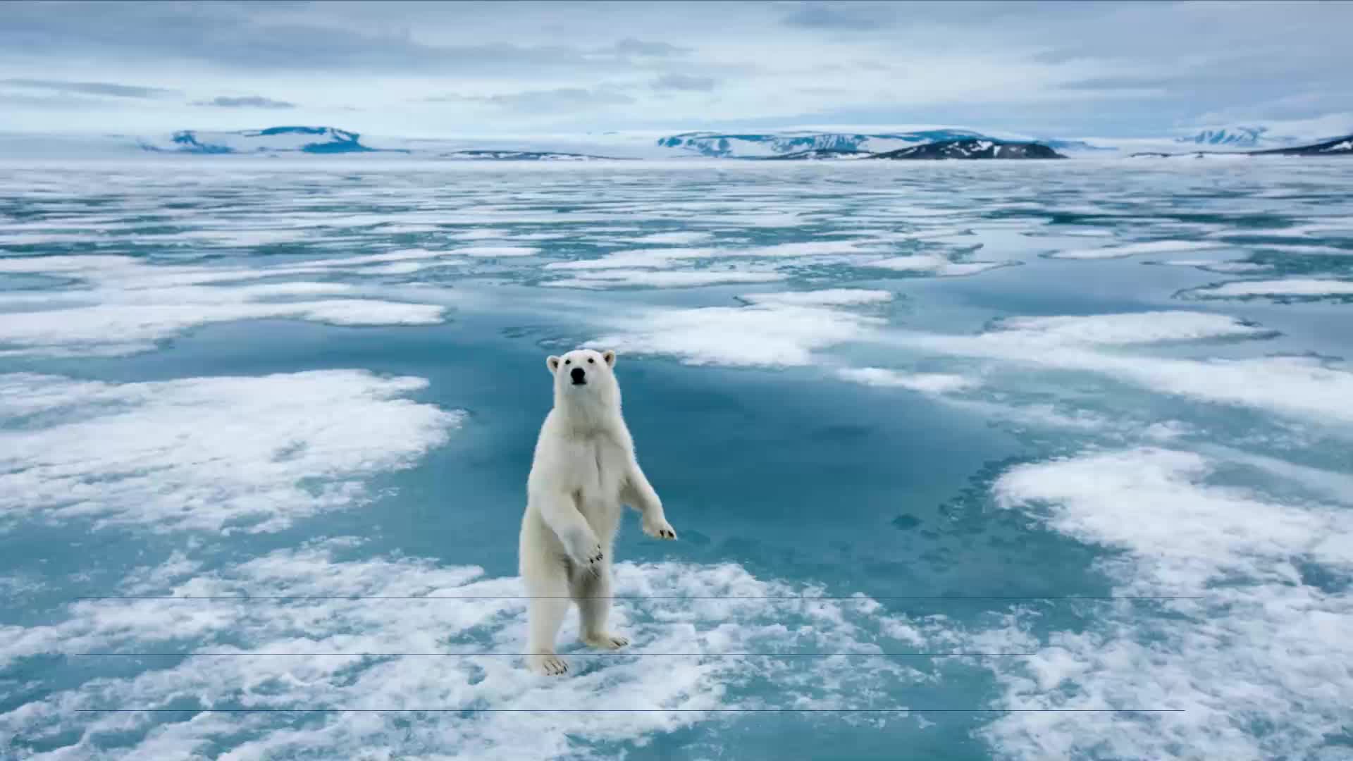 Global warming could contribute to polar bear extinction by 2100