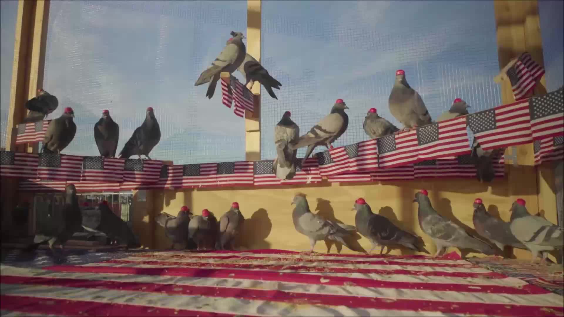 Pigeons wearing MAGA hats released ahead of Democratic debate